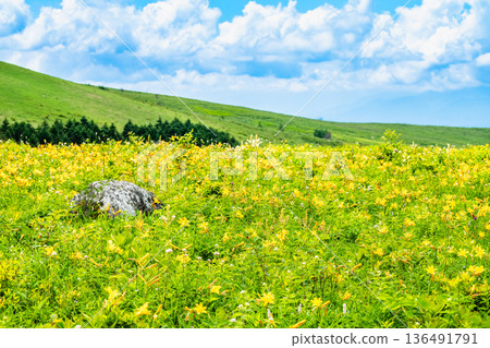 Nagano, Kirigamine Plateau, Daylily colonies 136491791