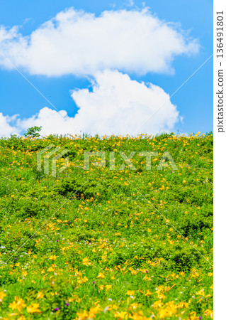 Nagano, Kirigamine Plateau, Daylily colonies 136491801