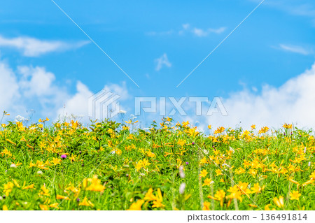Nagano, Kirigamine Plateau, Daylily colonies Nagano, Kirigamine Plateau, Daylily colonies 136491814