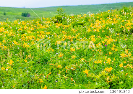 長野縣，霧峰高原，萱草群落 136491843