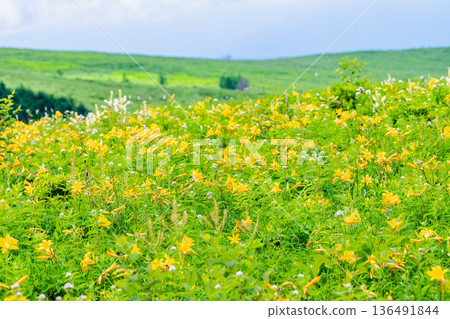 Nagano, Kirigamine Plateau, Daylily colonies 136491844