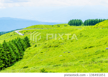 Nagano, Kirigamine Plateau, Daylily colonies Nagano, Kirigamine Plateau, Daylily colonies 136491851
