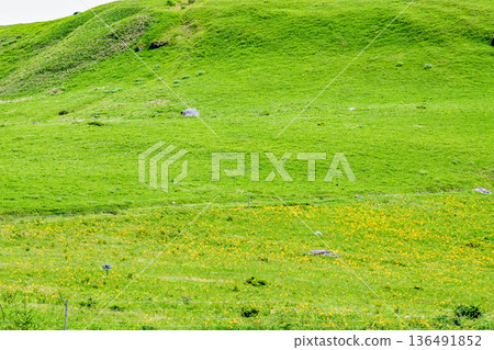 Nagano, Kirigamine Plateau, Daylily colonies Nagano, Kirigamine Plateau, Daylily colonies 136491852
