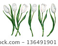 Set of bouquet and watercolor white tulips with green leaves in a botanical style. Spring flowers for weddings, christening, Valentine's, Mother's Day, invitation, greeting card, memory, spring decor 136491901