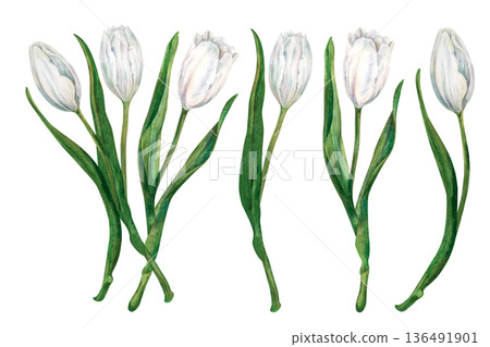 Set of bouquet and watercolor white tulips with green leaves in a botanical style. Spring flowers for weddings, christening, Valentine's, Mother's Day, invitation, greeting card, memory, spring decor Set of bouquet and watercolor white tulips with green leaves in a botanical style. Spring flowers for weddings, christening, Valentine's, Mother's Day, invitation, greeting card, memory, spring decor 136491901