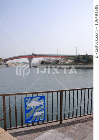 兵庫縣尼崎市尼崎船閘的櫻花景色 136491988