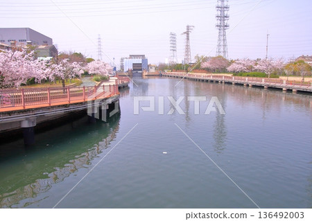兵庫縣尼崎市尼崎船閘的櫻花景色 兵庫縣尼崎市尼崎船閘的櫻花景色 136492003
