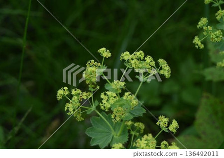 在信州栁池自然公園,可以看到一朵可愛、不起眼的黃綠色繖形花序,開在枝條的末端。 在信州栁池自然公園,可以看到一朵可愛、不起眼的黃綠色繖形花序,開在枝條的末端。 136492011