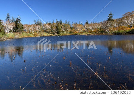 Shinsen Marsh, where even the aquatic plants turn red in autumn Shinsen Marsh, where even the aquatic plants turn red in autumn 136492053