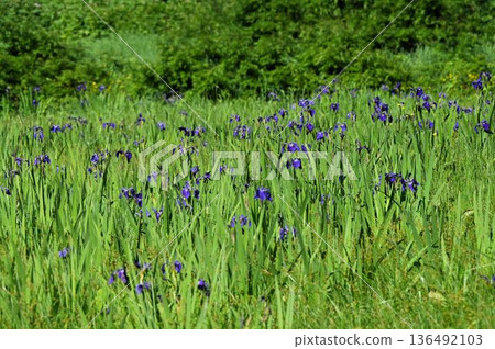 A cluster of beautiful purple irises blooming in the marshlands at Shinshu Tsugaike Nature Park A cluster of beautiful purple irises blooming in the marshlands at Shinshu Tsugaike Nature Park 136492103
