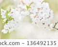 Cherry blossoms blooming in a park in Hokkaido 136492135