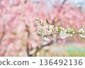 Cherry blossoms blooming in a park in Hokkaido 136492136