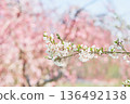 Cherry blossoms blooming in a park in Hokkaido 136492138