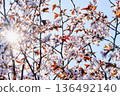 Cherry blossoms in the backlight on a clear day 136492140