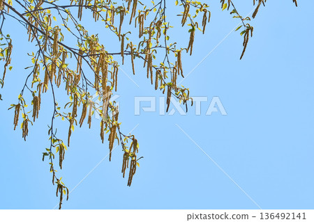 北海道白樺花 136492141