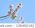 Plum blossoms blooming in the garden 136492142