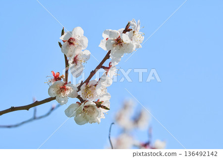 Plum blossoms blooming in the garden Plum blossoms blooming in the garden 136492142