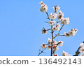 Plum blossoms blooming in the garden 136492143
