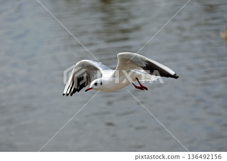 黑頭鷗飛越土浦市音沼上空 黑頭鷗飛越土浦市音沼上空 136492156