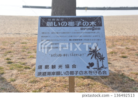 許願棕櫚樹 136492513