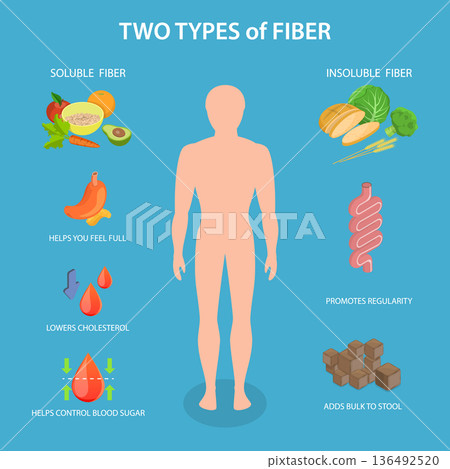 3D Isometric Flat Vector Illustration of Gut And Fiber, Clear Diagram, Two Fiber Types With Foods, Digestive System, And Health Benefits 3D Isometric Flat Vector Illustration of Gut And Fiber, Clear Diagram, Two Fiber Types With Foods, Digestive System, And Health Benefits 136492520