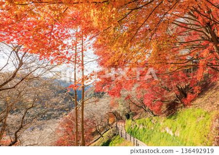 Shikizakura and autumn leaves, Toyota City, Aichi Prefecture Shikizakura and autumn leaves, Toyota City, Aichi Prefecture 136492919