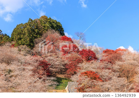 Shikizakura and autumn leaves, Toyota City, Aichi Prefecture 136492939