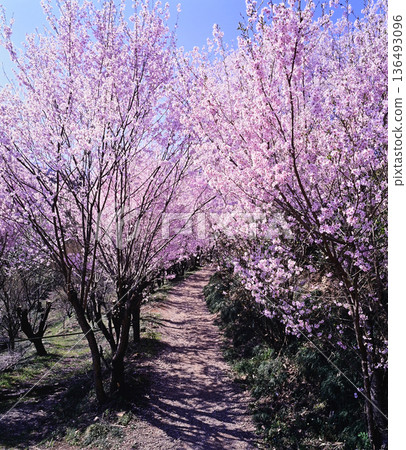 Cherry blossom corridor Cherry blossom corridor 136493096