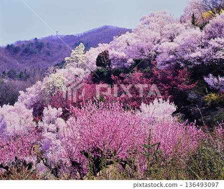 Hanamiyama in spring Hanamiyama in spring 136493097