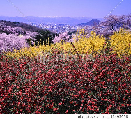Hanamiyama in spring Hanamiyama in spring 136493098