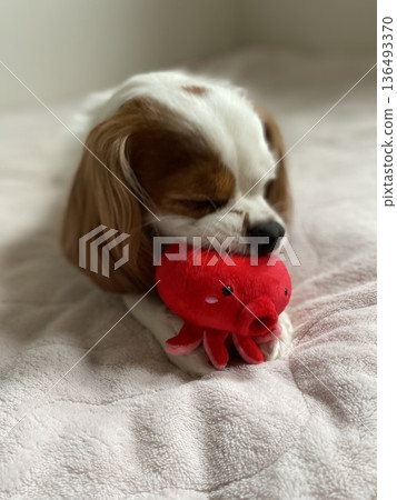 A dog A dog 136493370