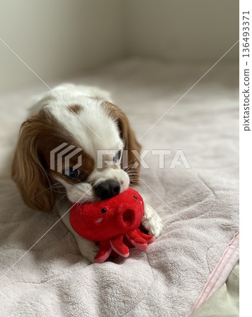 A dog A dog 136493371