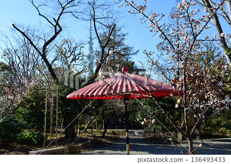 Plum blossoms, red umbrellas, Tokyo Skytree, and Mukojima Hyakkaen 136493433