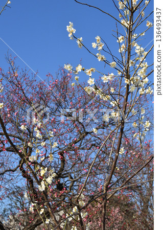 White and red plum blossoms at Mukojima Hyakkaen White and red plum blossoms at Mukojima Hyakkaen 136493437
