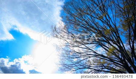 藍天和樹枝 藍天和樹枝 136493478