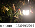 Nandina leaves illuminated by lighting. Outdoor lighting at night and natural scenery 136493594