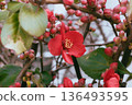 Close-up of red Japanese quince flowers blooming in a garden. Winter plants in film style 136493595