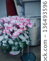 A potted cyclamen covered in snow. Winter outdoor scenery 136493596