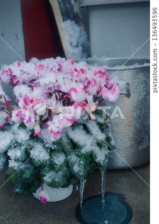 一盆被雪覆蓋的仙客來。冬日戶外景色 一盆被雪覆蓋的仙客來。冬日戶外景色 136493596