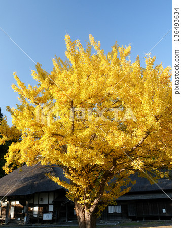 Ginkgo trees turn a vibrant yellow in the sun 136493634