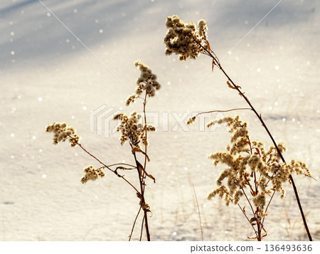 閃閃發光的雪地和枯死的草地 閃閃發光的雪地和枯死的草地 136493636