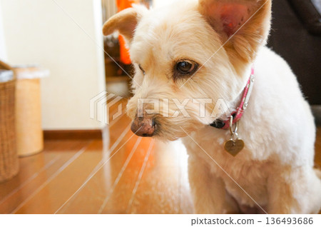Adorable white dog portrait Adorable white dog portrait 136493686