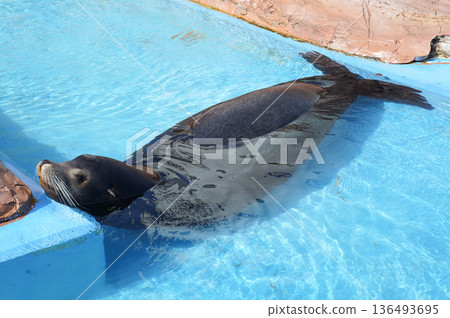 海獅在淺水中休息 136493695