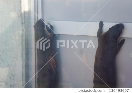 Otter examining door through glass Otter examining door through glass 136493697