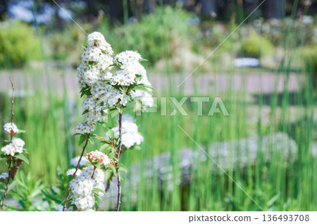 Beautiful plant with white flowers blooming in the park 136493708