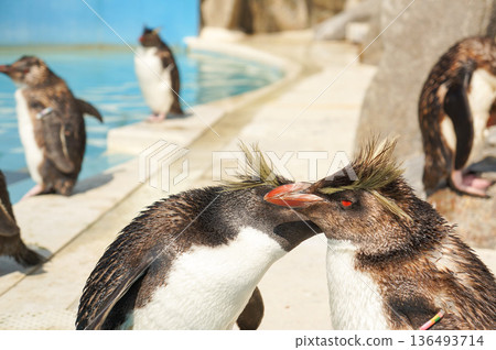 Friendly penguins grooming each other at the zoo Friendly penguins grooming each other at the zoo 136493714