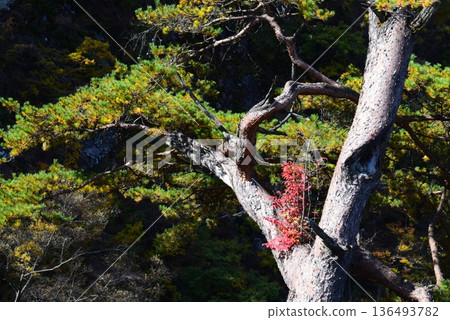 秋日保母松（群馬縣吾妻郡長野原町） 136493782