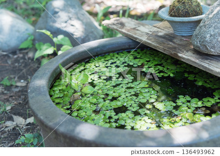 花園生物群落中水盆和漂浮的水葫蘆的照片 花園生物群落中水盆和漂浮的水葫蘆的照片 136493962