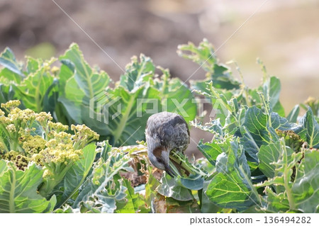 一隻棕耳鵯正在啄食西蘭花葉子 一隻棕耳鵯正在啄食西蘭花葉子 136494282