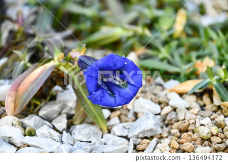 無莖龍膽（Gentiana acaulis） 136494372